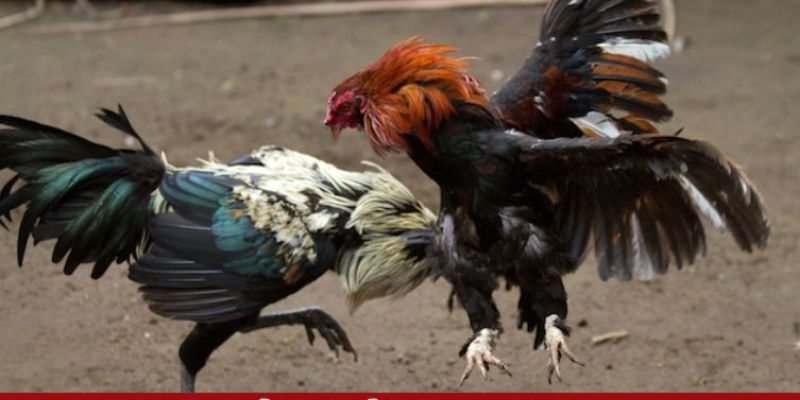 Đá Gà Thomo 33win - Loại Hình Cá Cược Uy Tín Nhất 2024 1 da-ga-thomo-33win