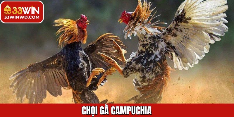 Chọi Gà Campuchia - Trải Nghiệm Đỉnh Cao Cùng Thưởng Lớn