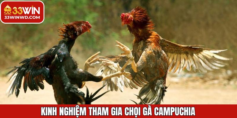 Kinh nghiệm hữu ích khi tham gia chọi gà Campuchia thắng lớn