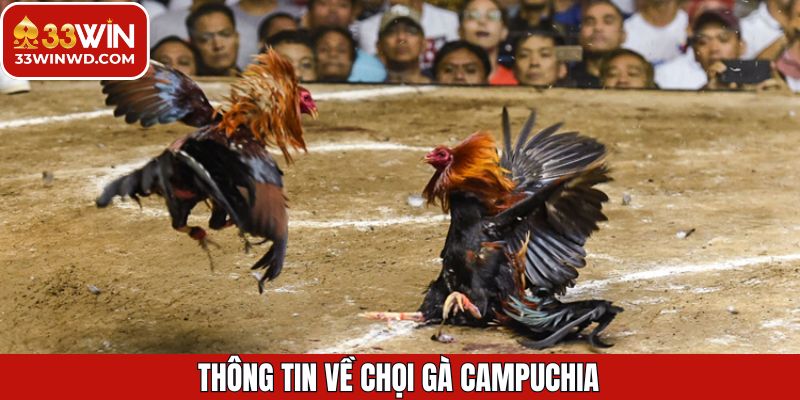 Điểm qua các điều thú vị đá gà Campuchia