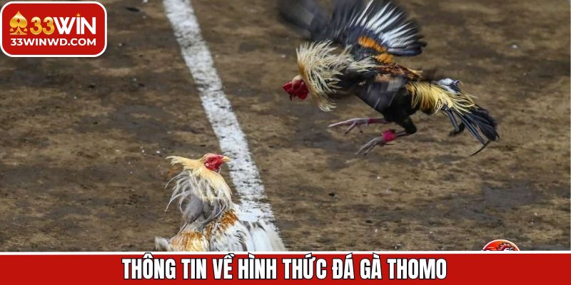Đá gà Thomo là gì?