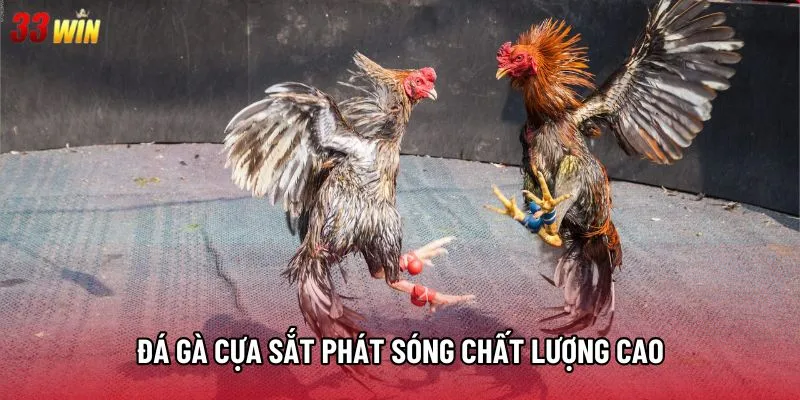 Đá gà cựa sắt phát sóng chất lượng cao